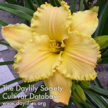Daylily Old Sol